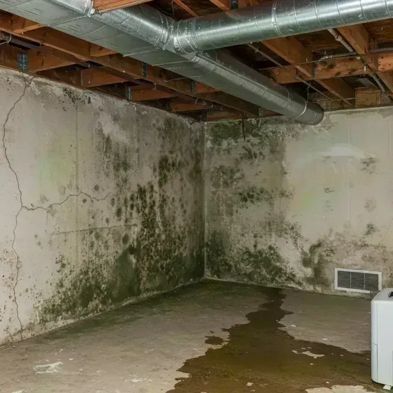 Professional Mold Removal in Brighton, AL